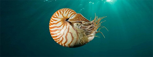 nautilus-cefalopodo-molusco-marino